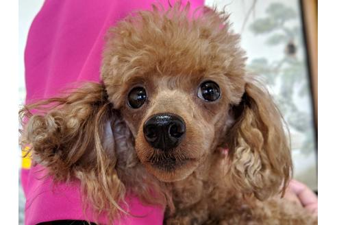 販売中のトイプードルの親犬