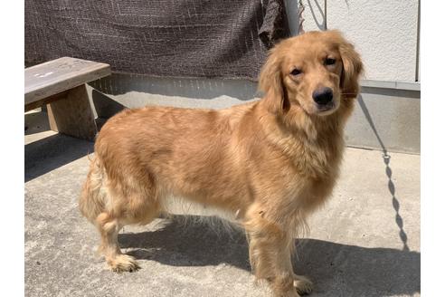 販売中のゴールデンレトリーバーの親犬