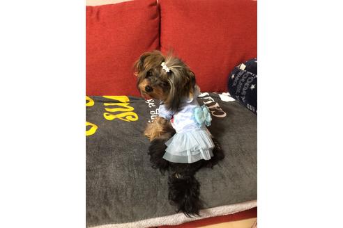 販売中のヨークシャーテリアの親犬