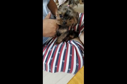 販売中のヨークシャーテリアの親犬