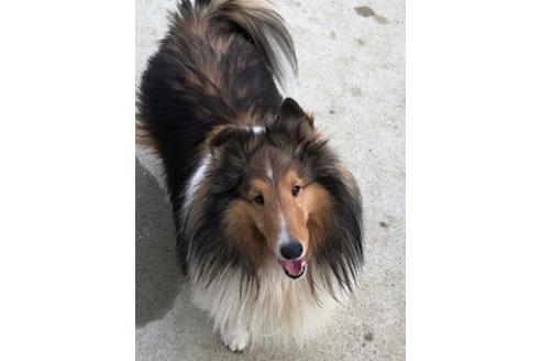 販売中のシェットランドシープドッグ(シェルティ)の親犬