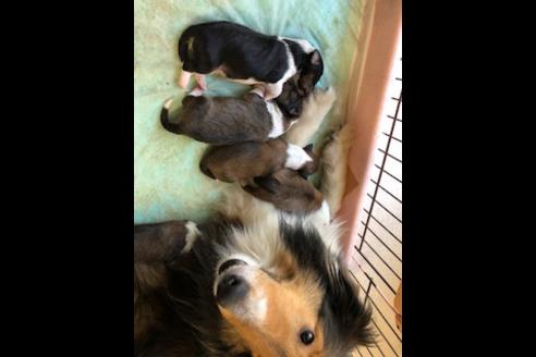 販売中のシェットランドシープドッグ(シェルティ)の親犬