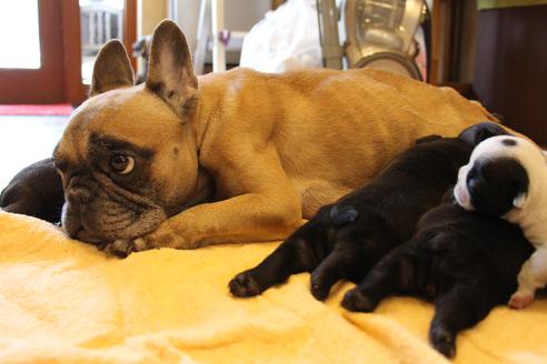 販売中のフレンチブルドッグの親犬