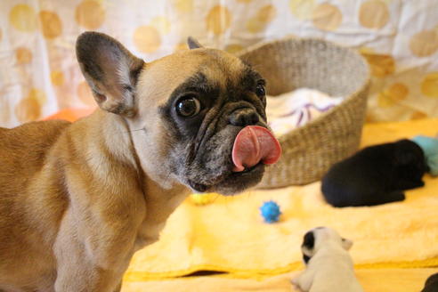 販売中のフレンチブルドッグの親犬
