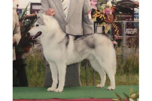 販売中のシベリアンハスキーの親犬