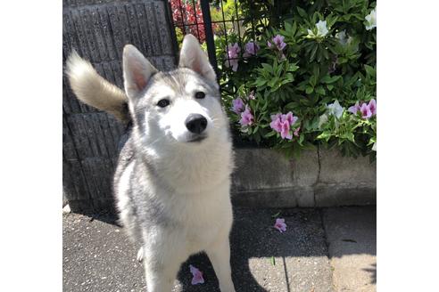 販売中のシベリアンハスキーの親犬
