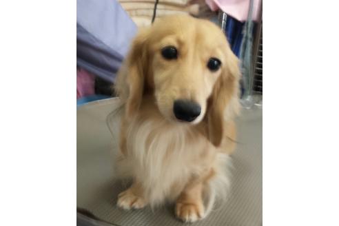 販売中のミニチュアダックスフンド(ロングヘアード)の親犬