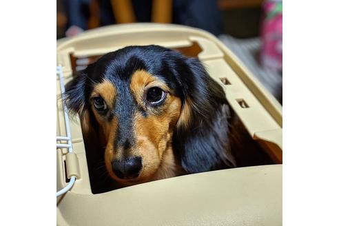 販売中のミニチュアダックスフンド(ロングヘアード)の親犬