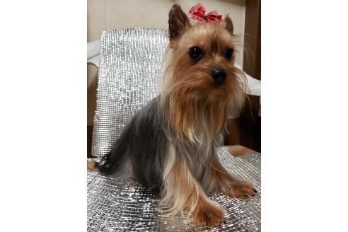 販売中のヨークシャーテリアの親犬