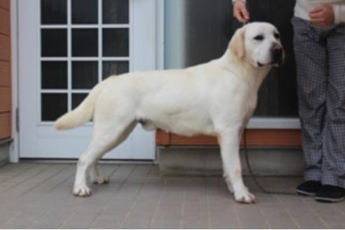 販売中のラブラドールレトリーバーの親犬