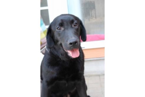 販売中のラブラドールレトリーバーの親犬