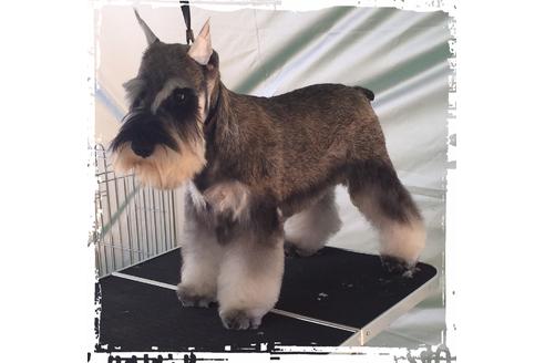 販売中のミニチュアシュナウザーの親犬