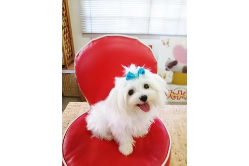 販売中のマルプー:マルチーズ×トイプードルの親犬