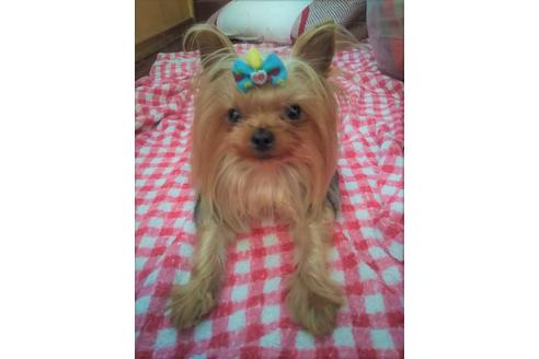 販売中のミックス犬の親犬