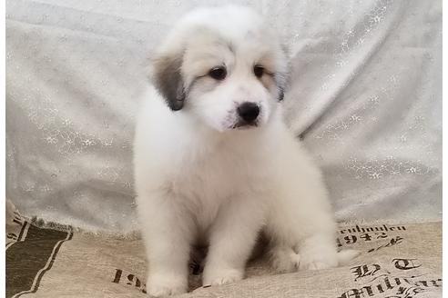 岡山県のグレートピレニーズ 女の子 19 04 28生まれ マーキング 子犬id ブリーダーナビ 岡山県のグレートピレニーズ 女の子 19 04 28生まれ マーキング 子犬id ブリーダーナビ