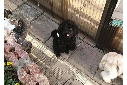 販売中のトイプードルの親犬