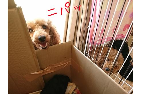 販売中のトイプードルの親犬