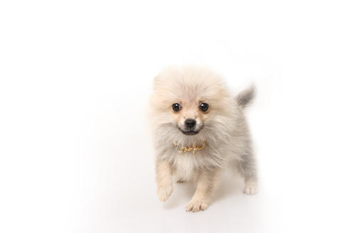 販売中のポメラニアンの親犬