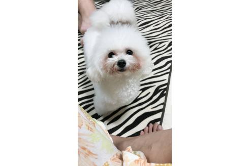 販売中のタイニープードルの親犬