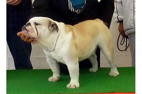 販売中のブルドッグの親犬