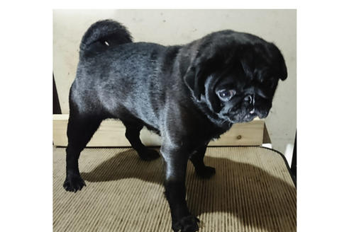販売中のパグの親犬
