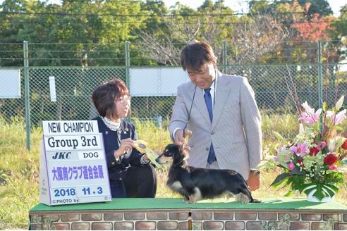 販売中のミニチュアダックスフンド(ロングヘアード)の親犬