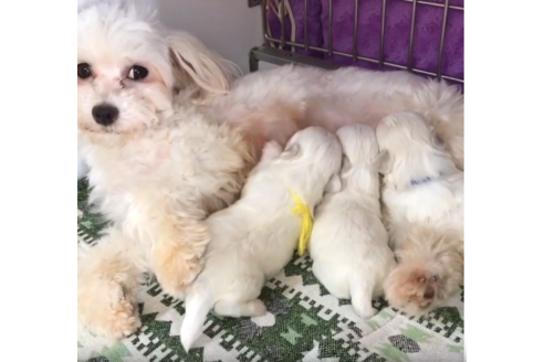 販売中のマルチーズの親犬