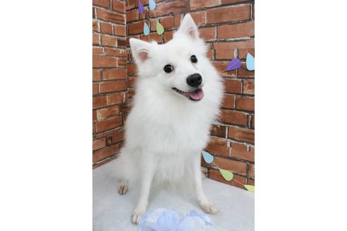 販売中の日本スピッツの親犬