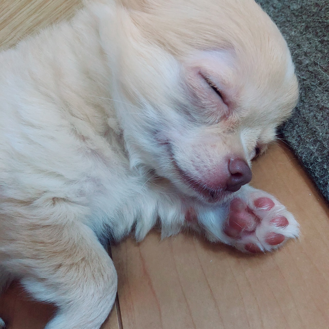 西海ブリーダー