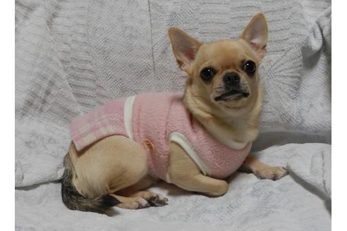 販売中のチワワ(スムースコート)の親犬