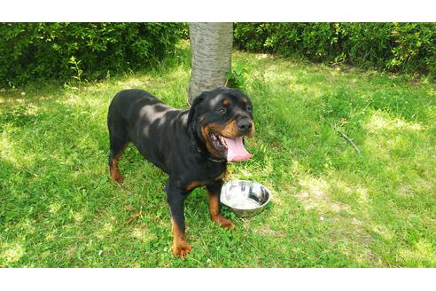 販売中のロットワイラーの親犬