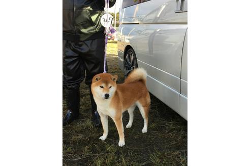 販売中の柴犬の親犬