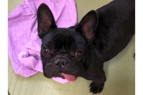 販売中のフレンチブルドッグの親犬