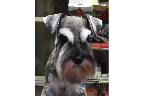 販売中のミニチュアシュナウザーの親犬