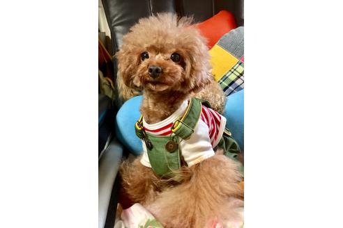 販売中のティーカッププードルの親犬