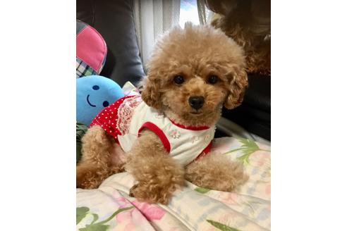 販売中のティーカッププードルの親犬