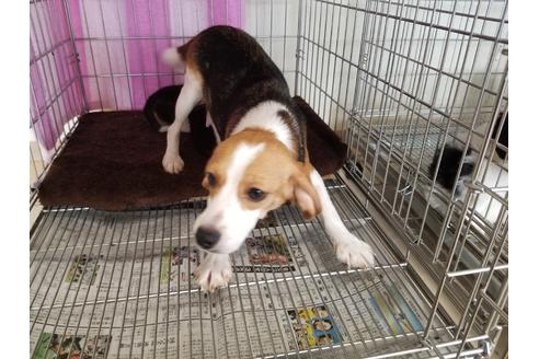 販売中のビーグルの親犬
