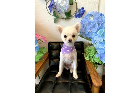 販売中のポメラニアンの親犬