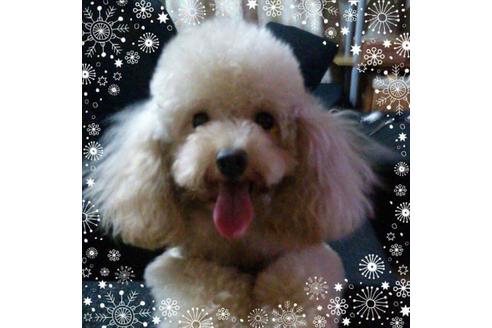 販売中のティーカッププードルの親犬