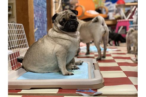 販売中のパグの親犬