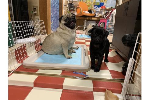 販売中のパグの親犬