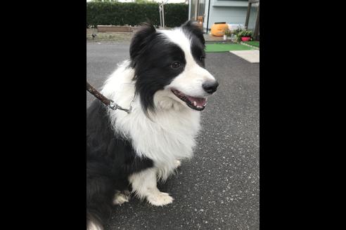 販売中のボーダーコリーの親犬