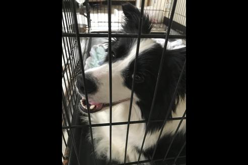 販売中のボーダーコリーの親犬