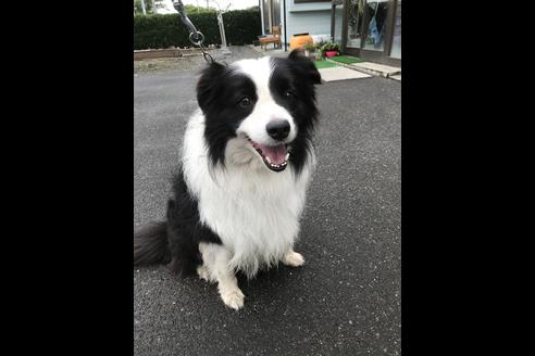 販売中のボーダーコリーの親犬