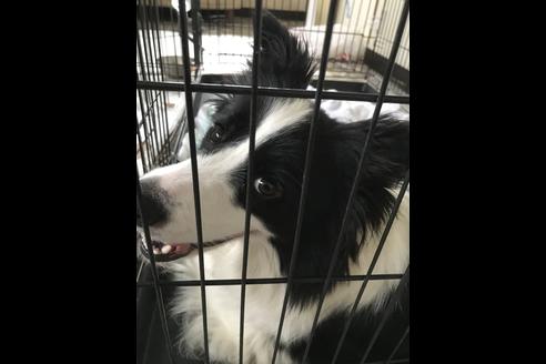 販売中のボーダーコリーの親犬