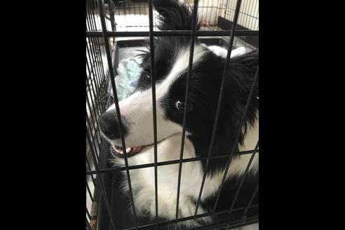 販売中のボーダーコリーの親犬