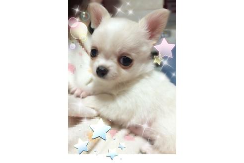 木部泉ブリーダー ブリーダーナビ