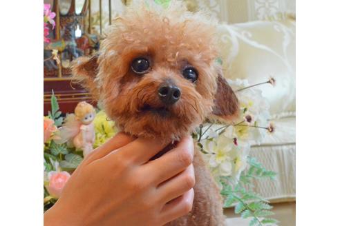 販売中のティーカッププードルの親犬