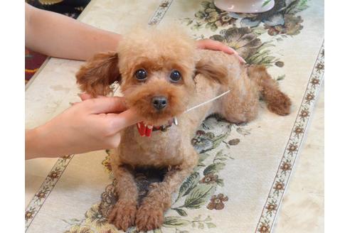 販売中のティーカッププードルの親犬