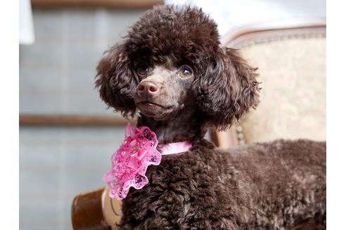 販売中のタイニープードルの親犬